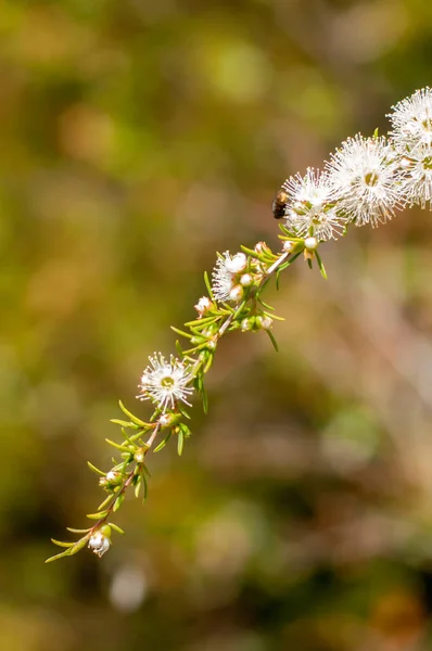 Suddig Defocused Natur Bakgrund Vit Blommande Buske Bipollinering — Stockfoto