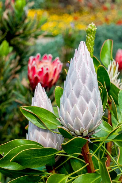 Prachtige Rode Protea Bloem Geslacht Van Zuid Afrikaanse Bloeiende Planten — Stockfoto