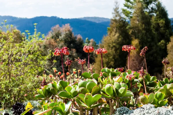 Cotyledon Orbiculata Allgemein Bekannt Als Schweineohr Oder Rundblättriges Nabelkraut Südafrika — Stockfoto