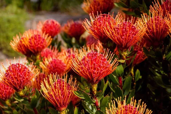 Flores Exóticas Leucospermum Género Proteaceae Jardín Fondo Naturaleza —  Fotos de Stock