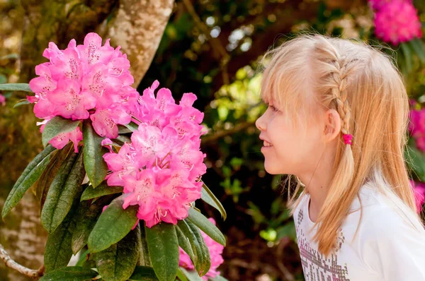 Mała Blondynka Patrząca Kwitnącą Różową Azaleę Lub Rododendron Wiosna — Zdjęcie stockowe