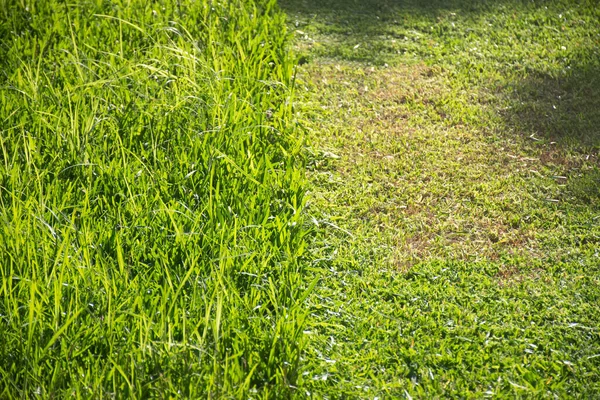 Gräs Klippt Med Gräsklippare Hälften Gräset Trimmas Och Hälften Fortfarande — Stockfoto