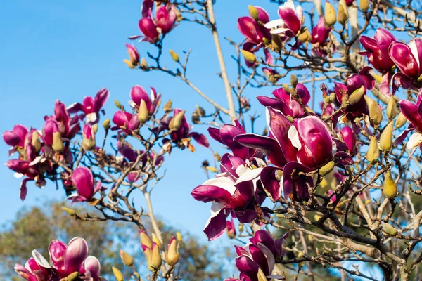 Mooie Donkerroze Magnolia Bloemen Bloeien Boom Voorjaarsbloesem — Stockfoto