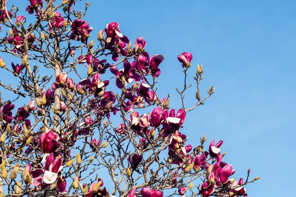 Lindas Flores Magnólia Púrpura Rosa Escura Florescendo Árvore Flor Primavera — Fotografia de Stock