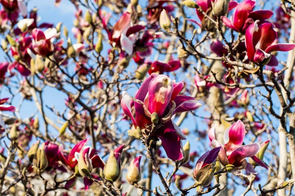 Ağaçta Açan Güzel Koyu Pembe Manolya Çiçekleri Bahar Çiçekleri — Stok fotoğraf