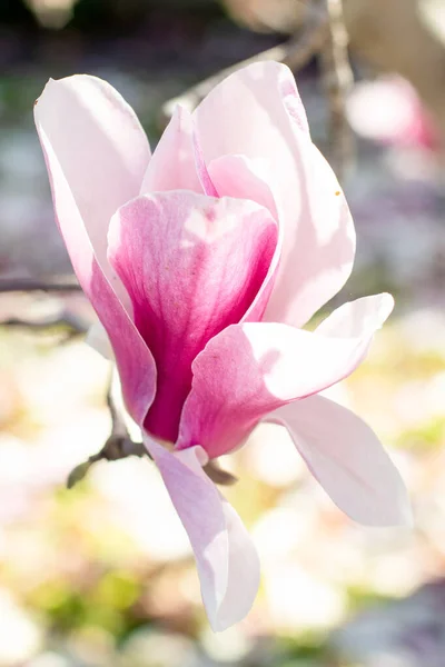 Prachtige Roze Magnolia Bloem Bloeien Boom Voorjaarsbloesem — Stockfoto