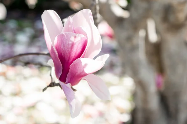 Prachtige Roze Magnolia Bloem Bloeien Boom Voorjaarsbloesem — Stockfoto