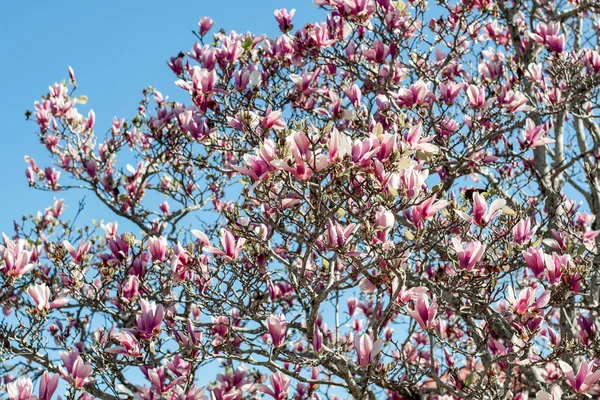 Lindas Flores Magnólia Rosa Florescendo Árvore Flor Primavera — Fotografia de Stock