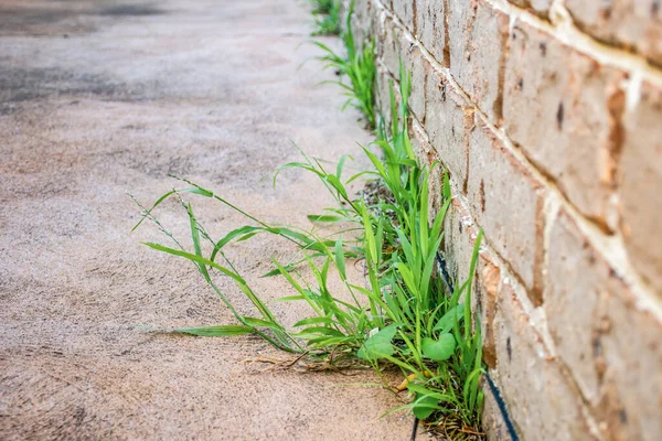 Unerwünschte Pflanzen Gras Auf Einem Hinterhof Warten Auf Unkrautvernichter Herbizid — Stockfoto