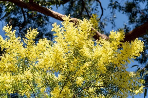 Bovins Mimosa Fleurs Pleine Floraison Dans Jardin Printemps Mars Journée — Photo