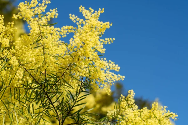 Wattle Mimosa Flores Uma Flor Cheia Jardim Primavera Março Conceito — Fotografia de Stock