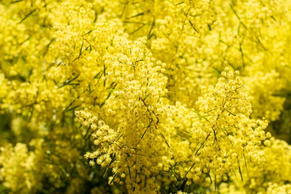 Wattle Μιμόζα Λουλούδια Μια Πλήρη Άνθιση Στον Κήπο Άνοιξη Μαρτίου — Φωτογραφία Αρχείου