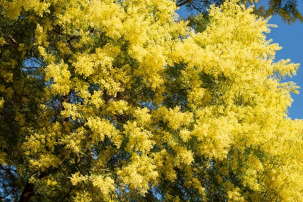 Wattle Mimosa Flores Uma Flor Cheia Jardim Primavera Março Conceito — Fotografia de Stock