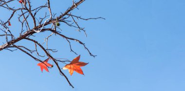 Batemans Körfezi Clyde Nehri üzerinde yeni bir köprü inşaatı. NSW, Avustralya.