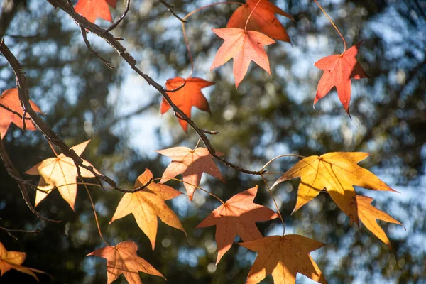 Saison Automne Feuilles Érable Orange Rouge Sur Fond Automnal Arbre — Photo