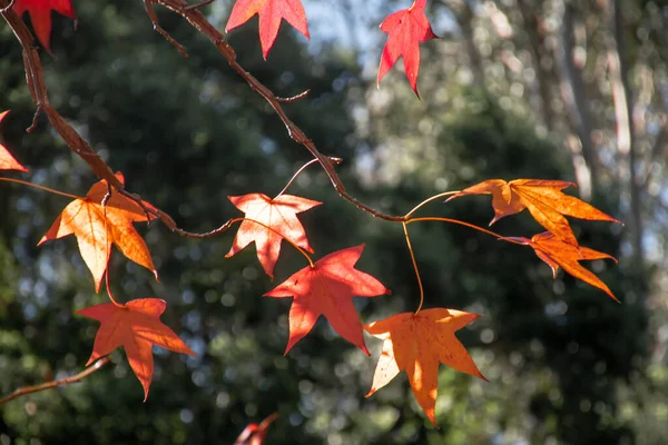 Осенний Сезон Оранжевый Красный Кленовые Листья Осеннем Фоне Дерева Селективный — стоковое фото