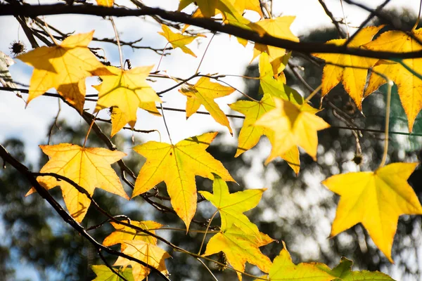 Fall Season Yellow Maple Tree Leaves Brunch Autumn Background Sunny — Stock Photo, Image