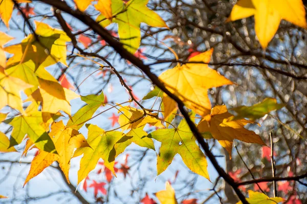 Fall Season Yellow Maple Tree Leaves Brunch Autumn Background Sunny — Stock Photo, Image