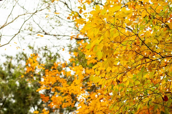 Saison Automne Feuilles Érable Orange Rouge Sur Fond Automnal Arbre — Photo