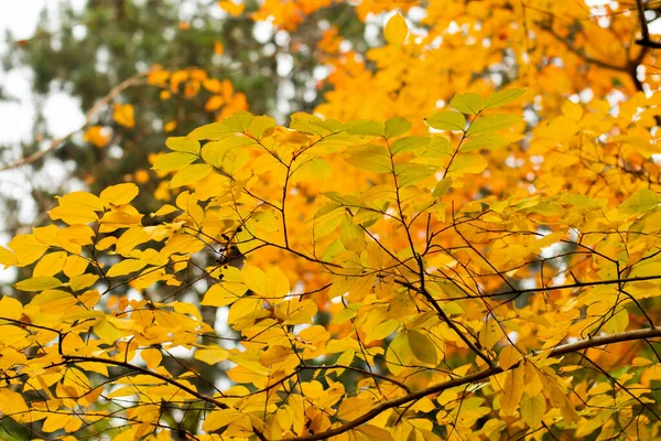 Saison Automne Feuilles Érable Orange Rouge Sur Fond Automnal Arbre — Photo