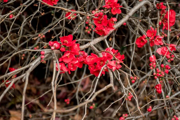 Chaenomeles Japonica Kweepeer Bloeien Mooie Rode Bloemen Een Boom Voorjaarstijd — Stockfoto