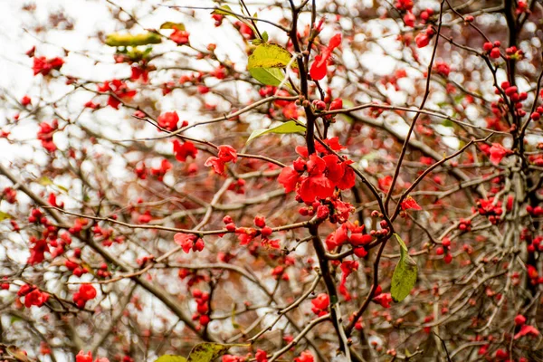 Цветение Айвы Chaenomeles Jonica Красивые Красные Цветы Дереве Весной Селективный — стоковое фото