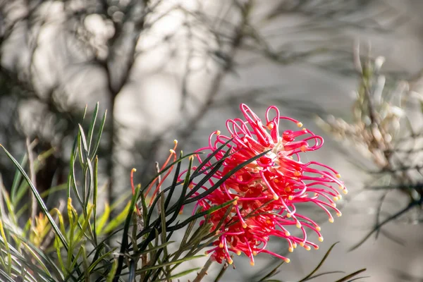 Hermosa Flor Grevillea Tropical Exótica Floreciendo Fondo Flora Nativa Australiana —  Fotos de Stock