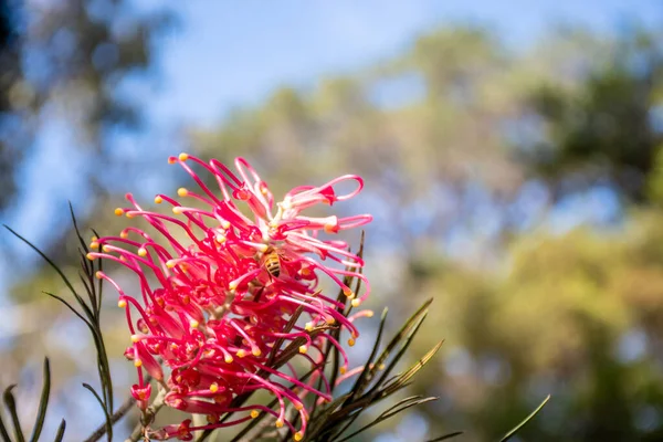 Hermosa Flor Grevillea Tropical Exótica Floreciendo Fondo Flora Nativa Australiana —  Fotos de Stock