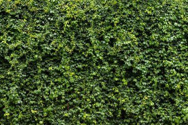 Yeşil yaprak duvar dokusu arka plan. Duvardaki sarmaşık. Yeşil bitkilerin doğası. Çevresel tazelik duvar kağıdı kavramı.