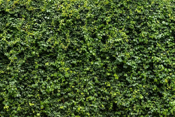 Zielony Liść Ściany Tekstury Tła Winorośl Ścianie Natura Zielonych Roślin — Zdjęcie stockowe