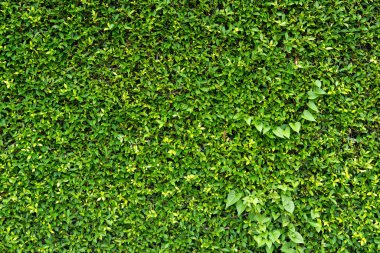 Yeşil yaprak duvar dokusu arka plan. Yeşil bitkilerin doğa manzarası. Çevresel tazelik duvar kağıdı kavramı.