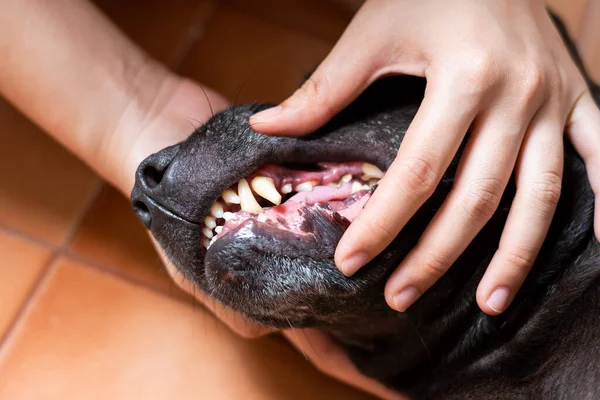 Mâinile Unei Femei Îşi Verifică Dinţii Câine — Fotografie, imagine de stoc