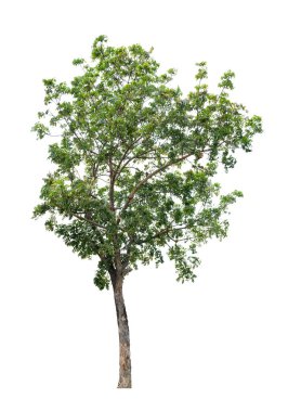 Mimari tasarım veya daha fazlası için beyaz arkaplanda izole edilmiş ağaç.