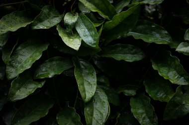 Yeşil yapraklar üst görünüm arka planı. Tam kare tropikal koyu yeşil yaprak tonu.