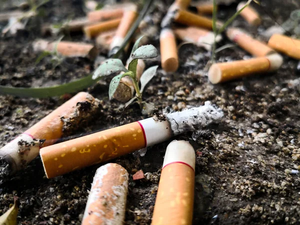 Grupo Cigarrillos Suelo Con Pequeño Árbol — Foto de Stock