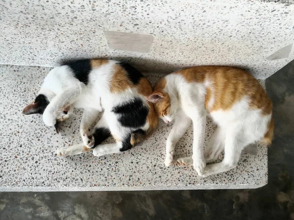 Dos Gatos Acostados Durmiendo Banco Mármol — Foto de Stock