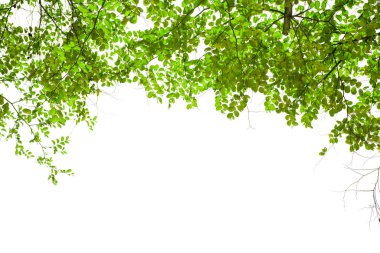 Beyaz arka planda yeşil yaprak ve dal izole edilmiş. Güneşle parlayan ışık.