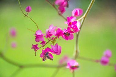 Bal arısı Pembe Mercan Sarmaşığı 'nda polen topluyor veya Meksika Sarmaşığı' nda veya Aşk Zinciri 'nde yeşil bulanık arka planda çiçek açıyor..