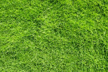 Yeşil çimen dokusu arkaplan üstü görünümü.