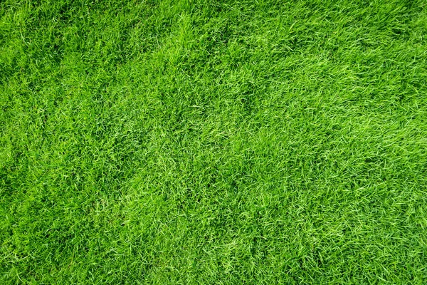 緑の草のテクスチャの背景トップビュー 現実的な草 — ストック写真