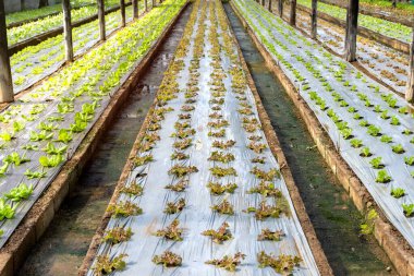 Organik sebze çiftliğinde taze kırmızı ve yeşil marul..