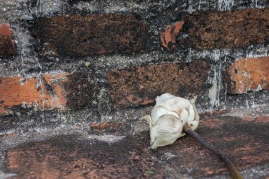 Solmuş nilüfer çiçeği tapınaktaki eski tuğla duvara asıldı..