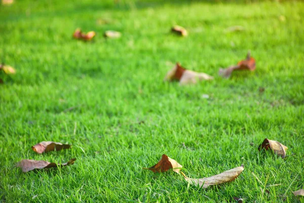 Withered Leaves Fall Fresh Green Grass Selective Focus Front Image — Stock Photo, Image