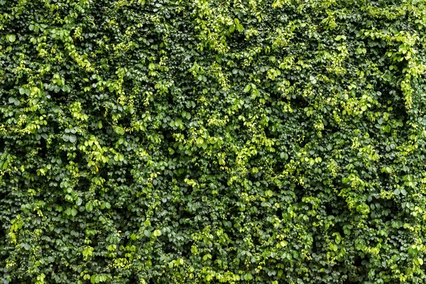 Zielony Liść Ściany Tekstury Tła Winorośl Ścianie Koncepcja Tapety Ekologicznej — Zdjęcie stockowe