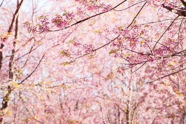 Vacker rosa körsbärsblommor — Stockfoto