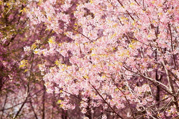 Vacker rosa körsbärsblommor — Stockfoto