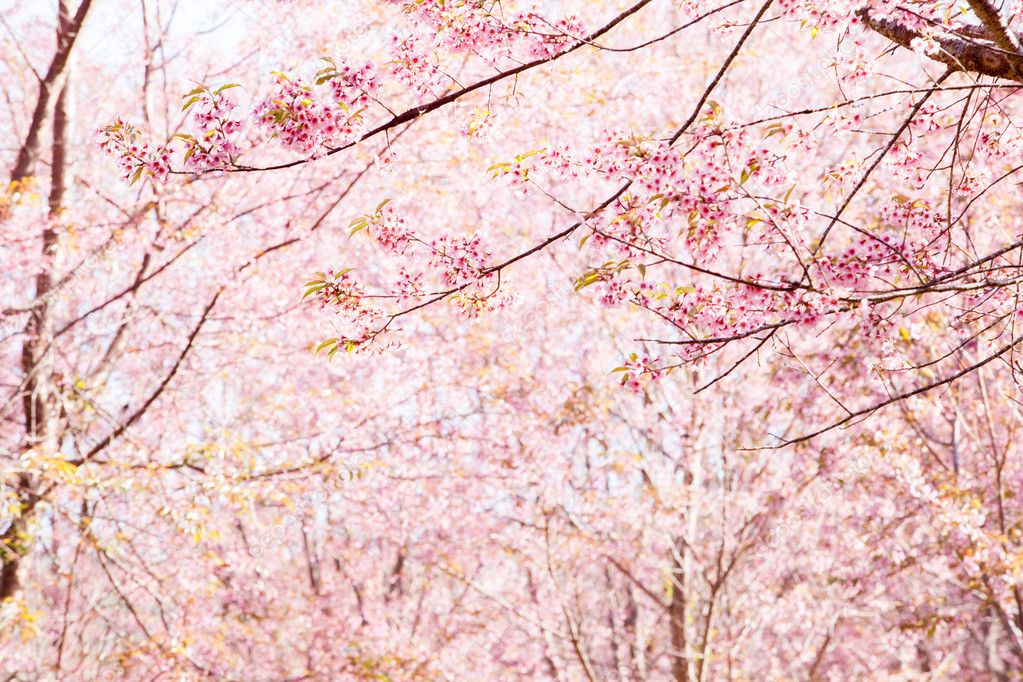 Beautiful pink cherry blossom