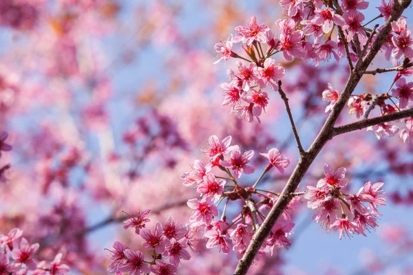 Hermosa flor de cerezo rosa — Foto de Stock