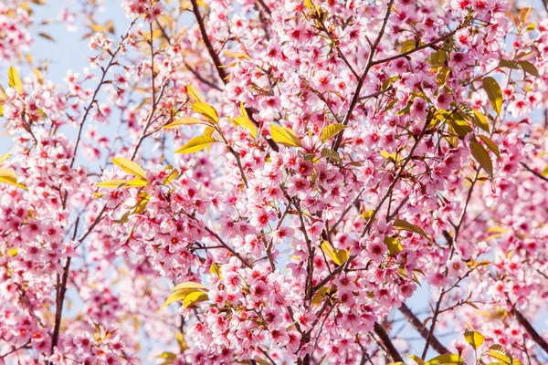 Vacker rosa körsbär — Stockfoto