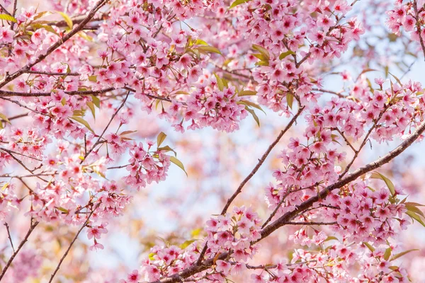 Vacker rosa körsbär — Stockfoto